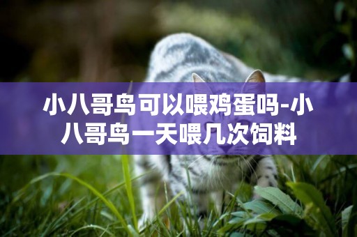 小八哥鳥可以喂雞蛋嗎-小八哥鳥一天喂幾次飼料