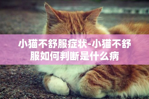 小貓不舒服癥狀-小貓不舒服如何判斷是什么病