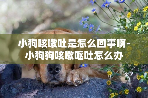 小狗咳嗽吐是怎么回事啊-小狗狗咳嗽嘔吐怎么辦