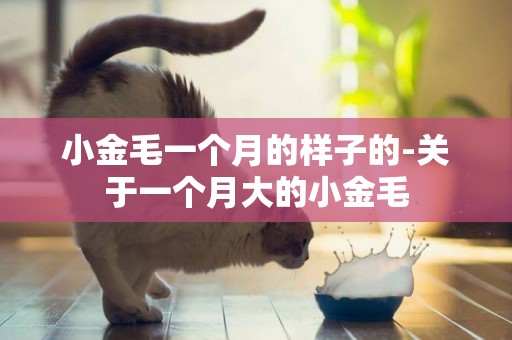 小金毛一個月的樣子的-關于一個月大的小金毛