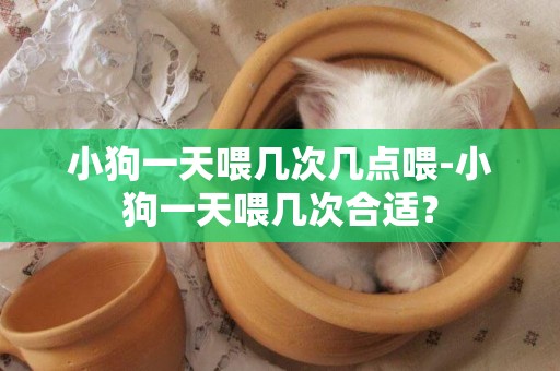 小狗一天喂幾次幾點喂-小狗一天喂幾次合適？
