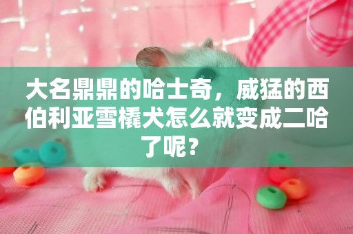 大名鼎鼎的哈士奇，威猛的西伯利亞雪橇犬怎么就變成二哈了呢？ 