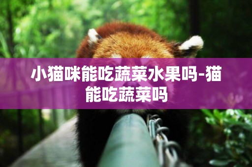小貓咪能吃蔬菜水果嗎-貓能吃蔬菜嗎
