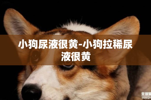 小狗尿液很黃-小狗拉稀尿液很黃