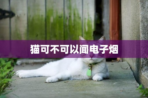 貓可不可以聞電子煙