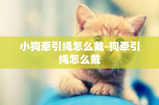 小狗牽引繩怎么戴-狗牽引繩怎么戴