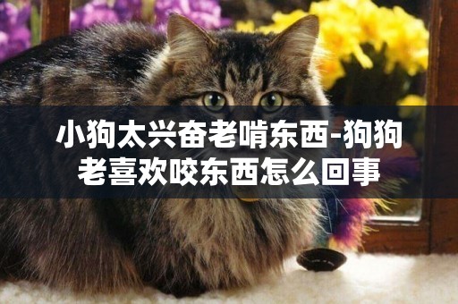 小狗太興奮老啃東西-狗狗老喜歡咬東西怎么回事