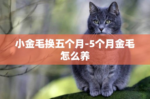 小金毛換五個月-5個月金毛怎么養