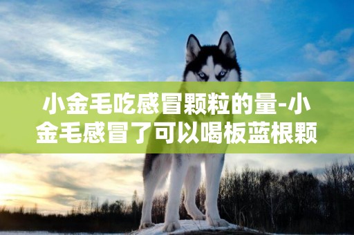 小金毛吃感冒顆粒的量-小金毛感冒了可以喝板藍根顆粒嗎