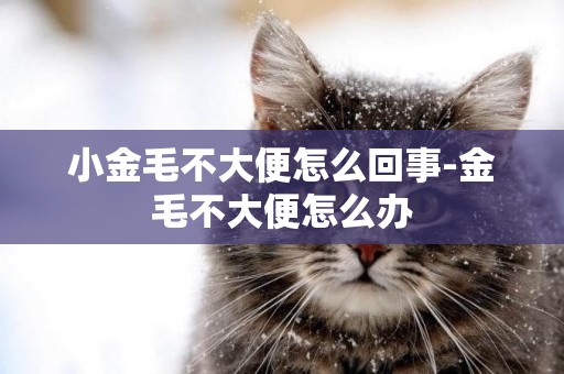 小金毛不大便怎么回事-金毛不大便怎么辦