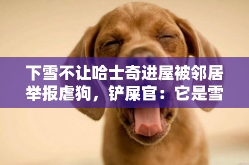 下雪不讓哈士奇進屋被鄰居舉報虐狗，鏟屎官：它是雪橇犬啊 