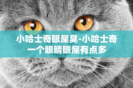 小哈士奇眼屎臭-小哈士奇一個眼睛眼屎有點多