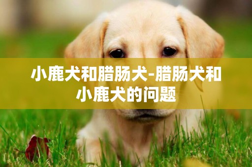 小鹿犬和臘腸犬-臘腸犬和小鹿犬的問題