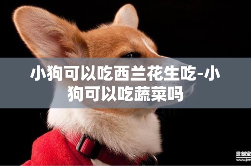 小狗可以吃西蘭花生吃-小狗可以吃蔬菜嗎