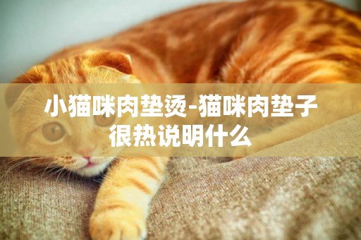 小貓咪肉墊燙-貓咪肉墊子很熱說明什么