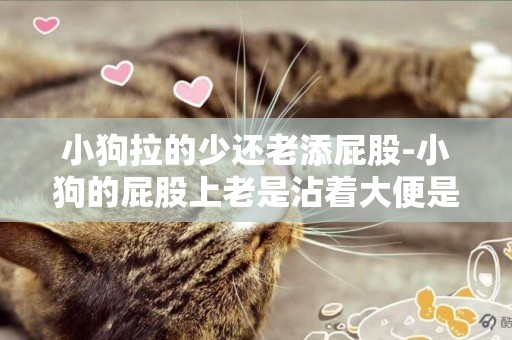 小狗拉的少還老添屁股-小狗的屁股上老是沾著大便是怎么回事