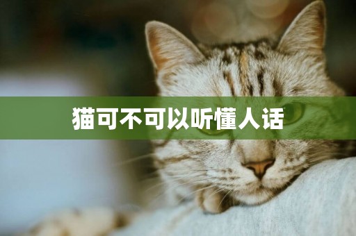 貓可不可以聽懂人話