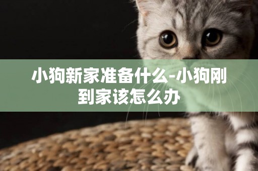 小狗新家準備什么-小狗剛到家該怎么辦