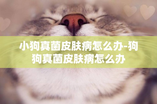 小狗真菌皮膚病怎么辦-狗狗真菌皮膚病怎么辦