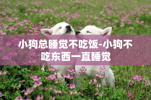 小狗總睡覺不吃飯-小狗不吃東西一直睡覺