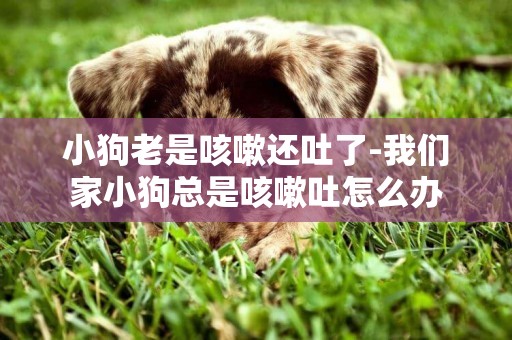 小狗老是咳嗽還吐了-我們家小狗總是咳嗽吐怎么辦