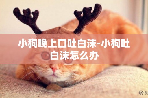 小狗晚上口吐白沫-小狗吐白沫怎么辦