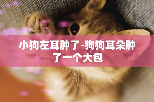 小狗左耳腫了-狗狗耳朵腫了一個大包