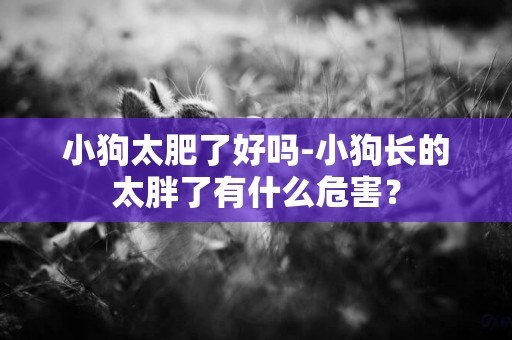 小狗太肥了好嗎-小狗長的太胖了有什么危害？