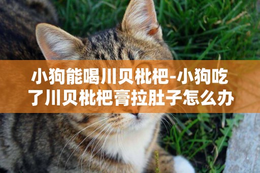 小狗能喝川貝枇杷-小狗吃了川貝枇杷膏拉肚子怎么辦