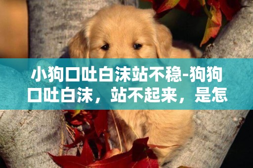 小狗口吐白沫站不穩-狗狗口吐白沫，站不起來，是怎么了