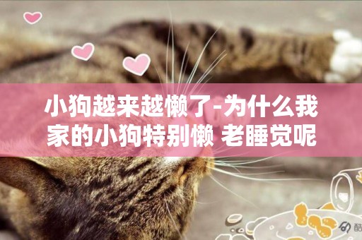 小狗越來越懶了-為什么我家的小狗特別懶 老睡覺呢