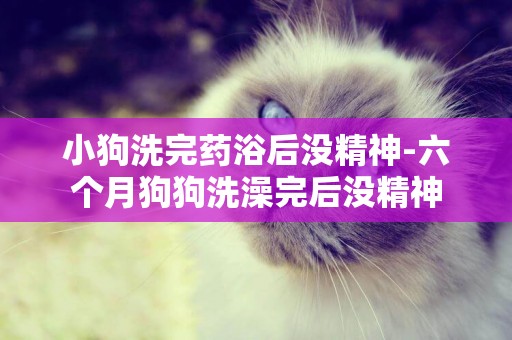 小狗洗完藥浴后沒精神-六個月狗狗洗澡完后沒精神