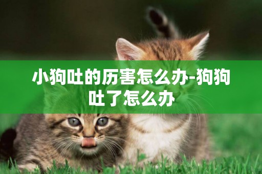 小狗吐的歷害怎么辦-狗狗吐了怎么辦