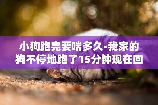 小狗跑完要喘多久-我家的狗不停地跑了15分鐘現在回家喘的很厲害，會生病嗎？