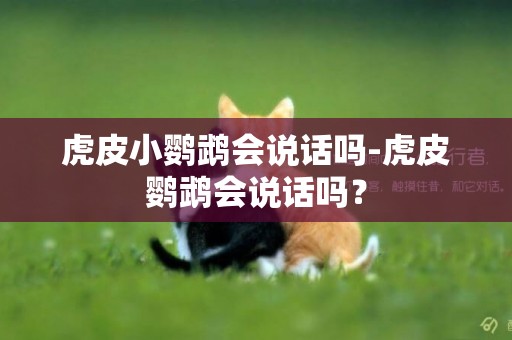 虎皮小鸚鵡會說話嗎-虎皮鸚鵡會說話嗎？