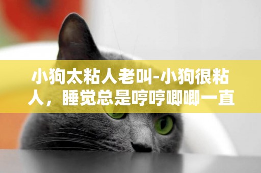 小狗太粘人老叫-小狗很粘人，睡覺總是哼哼唧唧一直叫我