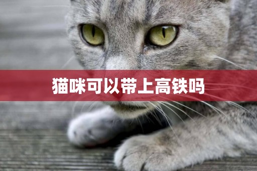 貓咪可以帶上高鐵嗎