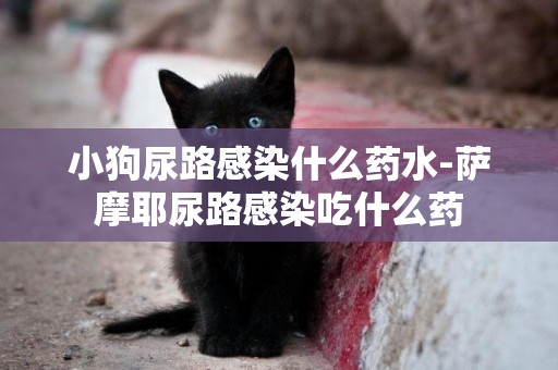 小狗尿路感染什么藥水-薩摩耶尿路感染吃什么藥