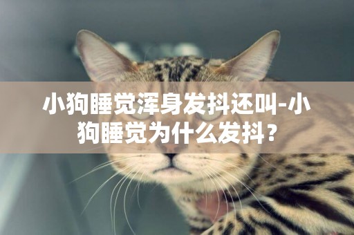 小狗睡覺渾身發抖還叫-小狗睡覺為什么發抖？
