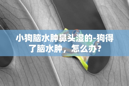 小狗腦水腫鼻頭濕的-狗得了腦水腫，怎么辦？