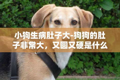 小狗生病肚子大-狗狗的肚子非常大，又圓又硬是什么病