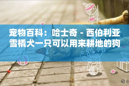 寵物百科：哈士奇－西伯利亞雪橇犬一只可以用來耕地的狗 