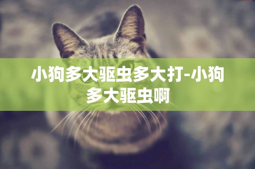 小狗多大驅蟲多大打-小狗多大驅蟲啊