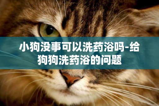 小狗沒事可以洗藥浴嗎-給狗狗洗藥浴的問題