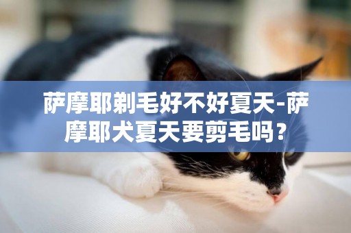 薩摩耶剃毛好不好夏天-薩摩耶犬夏天要剪毛嗎？