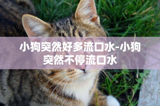 小狗突然好多流口水-小狗突然不停流口水