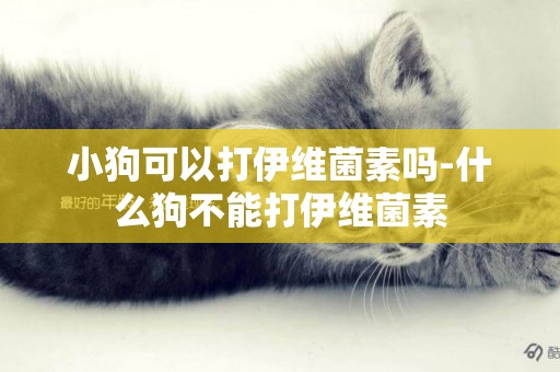 小狗可以打伊維菌素嗎-什么狗不能打伊維菌素