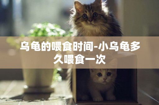 烏龜的喂食時間-小烏龜多久喂食一次