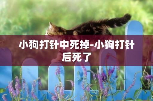 小狗打針中死掉-小狗打針后死了
