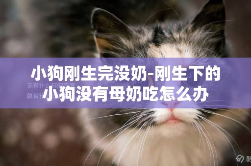 小狗剛生完沒奶-剛生下的小狗沒有母奶吃怎么辦